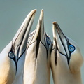 Gannets gathered at Bempton Cliffs in Yorkshire, England, UK